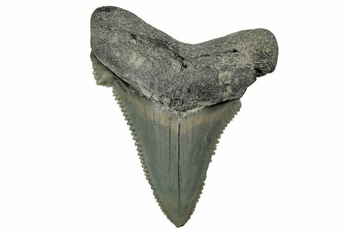Serrated Angustidens Tooth - Megalodon Ancestor #340384